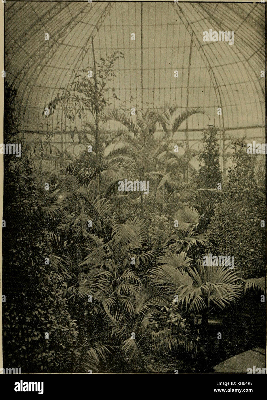 . Botanical guide through the Phipps conservatories in Pittsburg and Allegheny. Phipps Conservatory; Schenley park conservatory, Pittsburg, Pa. [from old catalog]. ^MONG THE PALMS. In the centre, Areca lutescens ; to the left of it, Caryota urens ; to the right below, Latania Borbonica ; right and left corner, Laurus nobilis. Schenley Park Conservatory.. Please note that these images are extracted from scanned page images that may have been digitally enhanced for readability - coloration and appearance of these illustrations may not perfectly resemble the original work.. Guttenberg, Gustave.  Stock Photo