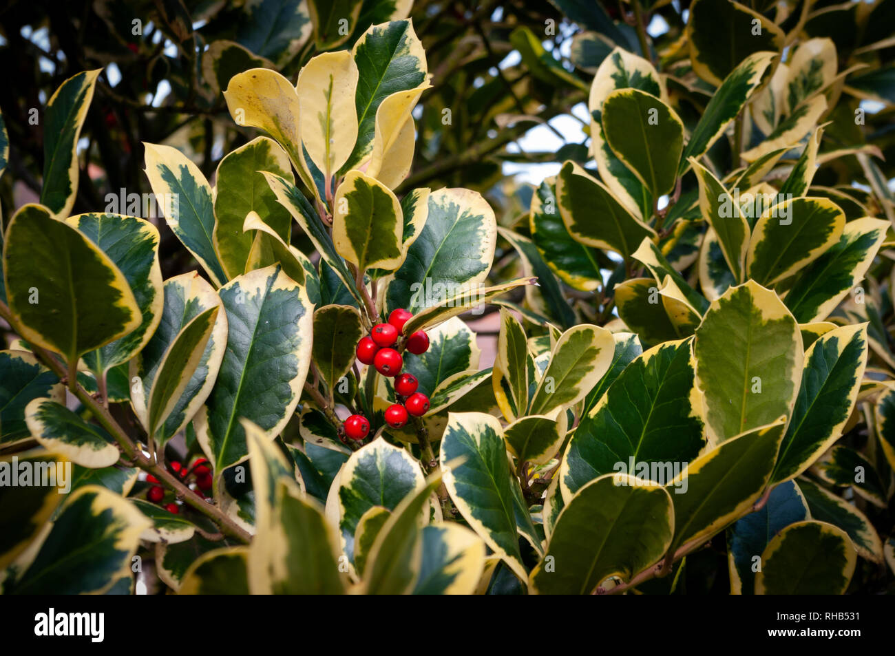 Red holly berries surrounded by variegated holly leaves. Stock Photo