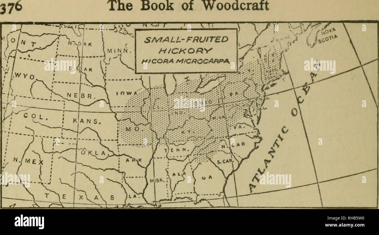 . The book of woodcraft and Indian lore. Natural history; Camping; Outdoor life; Indians of North America. The Book of Woodcraft. Small-Fruited Hickory. {Hicoria microcarpa) A small forest tree up to 90 feet high; considered by some variety of the Pignut; leaves 4 to 7 inches long; it has a small nut free from angles; otherwise much like Pignut.. Please note that these images are extracted from scanned page images that may have been digitally enhanced for readability - coloration and appearance of these illustrations may not perfectly resemble the original work.. Seton, Ernest Thompson, 1860-1 Stock Photo