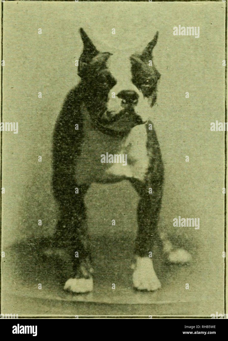 . The Boston terrier; its history, points, breeding, rearing, training, and care, together with several instructive chapters on management and diseases of dogs from a common sense view. Boston terrier. VET T'eight ]3io pounds A. K. C. 77.096 QFFER at public ^^^ stud for the low fee of $25.00 the greatest Boston sire of the age, VET a dog who has been at stud less than a year and who has sired six big winners. A cobbly little lightweight, of perfect markings and screw tail. Also his best son, the grand VET II A great son of a great sire, who has inherited his daddy's ability to get the right k Stock Photo