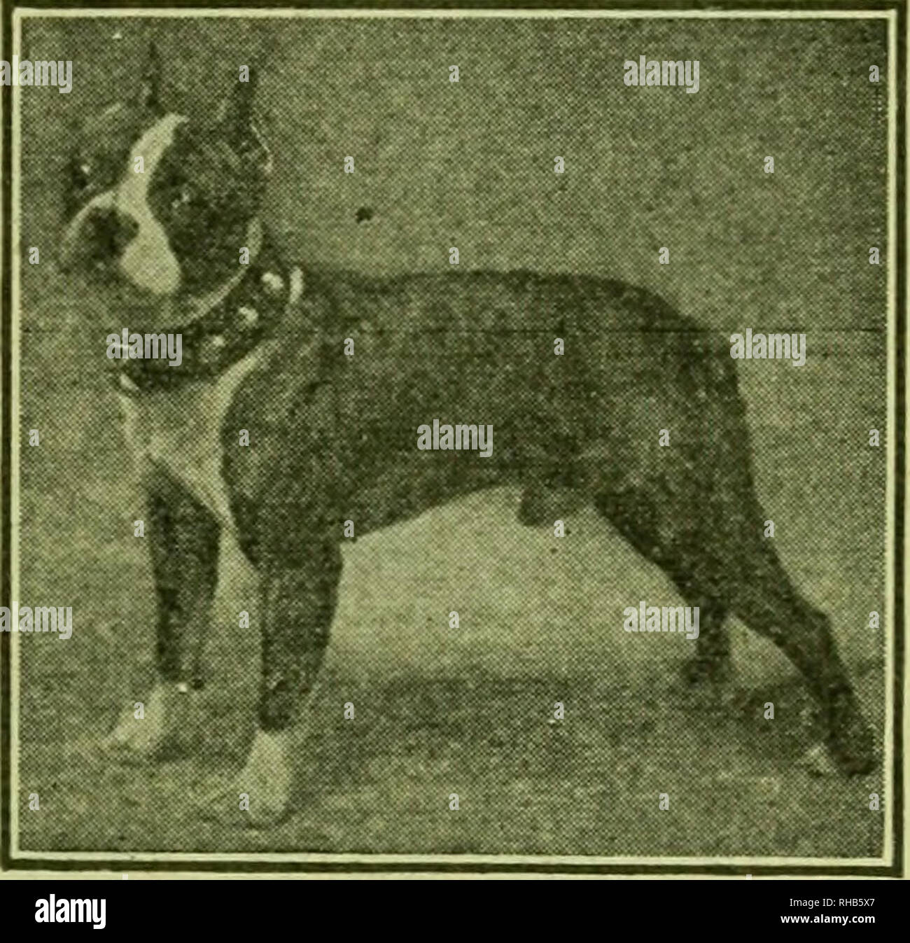 . The Boston terrier; its history, points, breeding, rearing, training, and care, together with several instructive chapters on management and diseases of dogs from a common sense view. Boston terrier. B/&gt;e Atchison Kennels 'Registered. VET T'eight ]3io pounds A. K. C. 77.096 QFFER at public ^^^ stud for the low fee of $25.00 the greatest Boston sire of the age, VET a dog who has been at stud less than a year and who has sired six big winners. A cobbly little lightweight, of perfect markings and screw tail. Also his best son, the grand VET II A great son of a great sire, who has inherited  Stock Photo