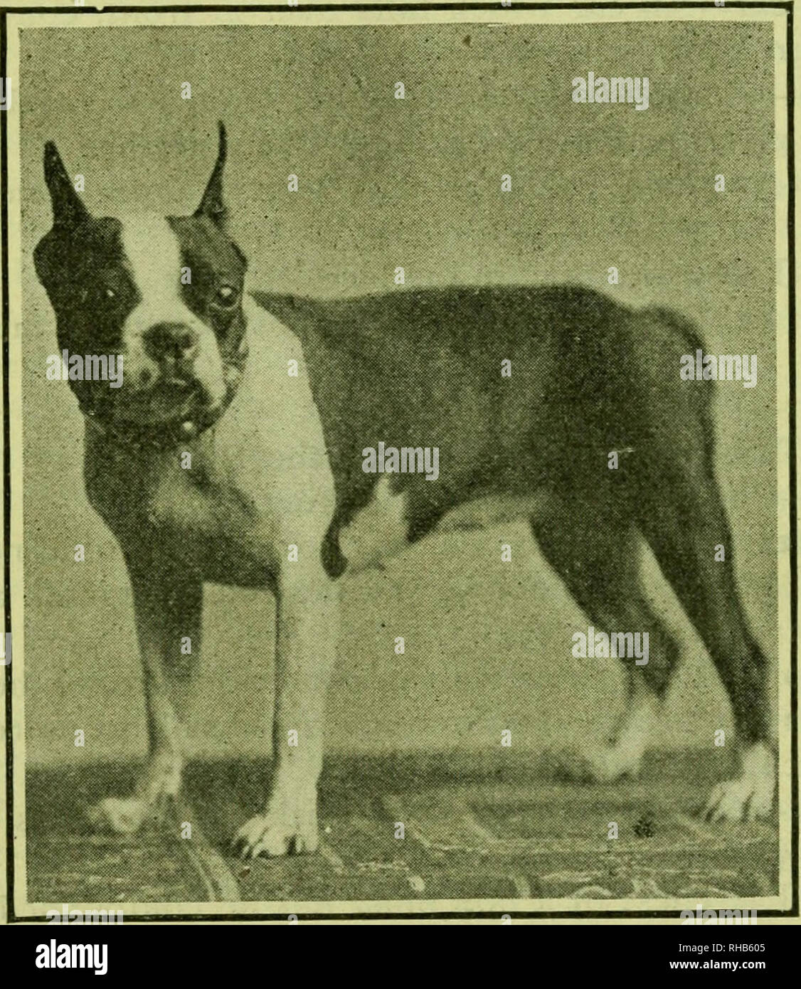 The Boston Terrier Its History Points Breeding Rearing Training And Care Together With Several Instructive Chapters On Management And Diseases Of Dogs From A Common Sense View Boston Terrier Of Cyanide