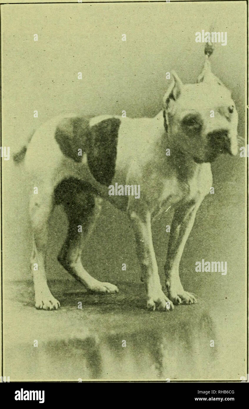 inbred boston terrier