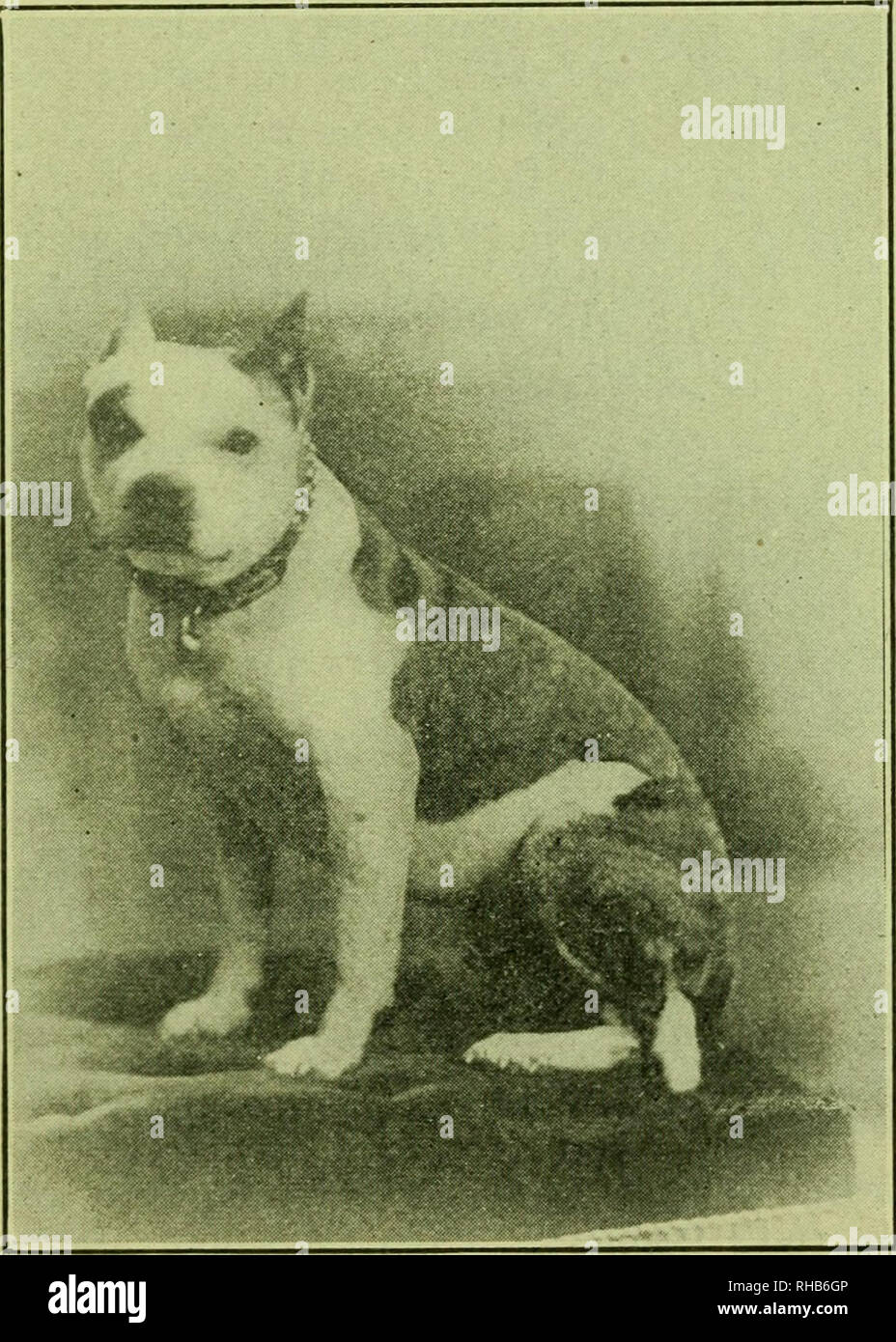 The Boston terrier its history points breeding rearing training and care together with several instructive chapters on management and diseases of dogs from a common sense view. Boston terrier. SCALE O...