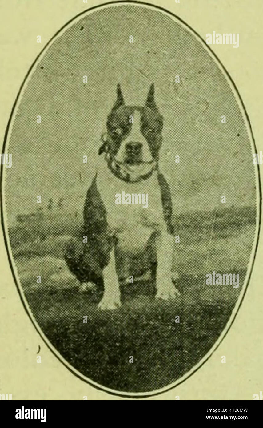 Baldwins boston terriers top