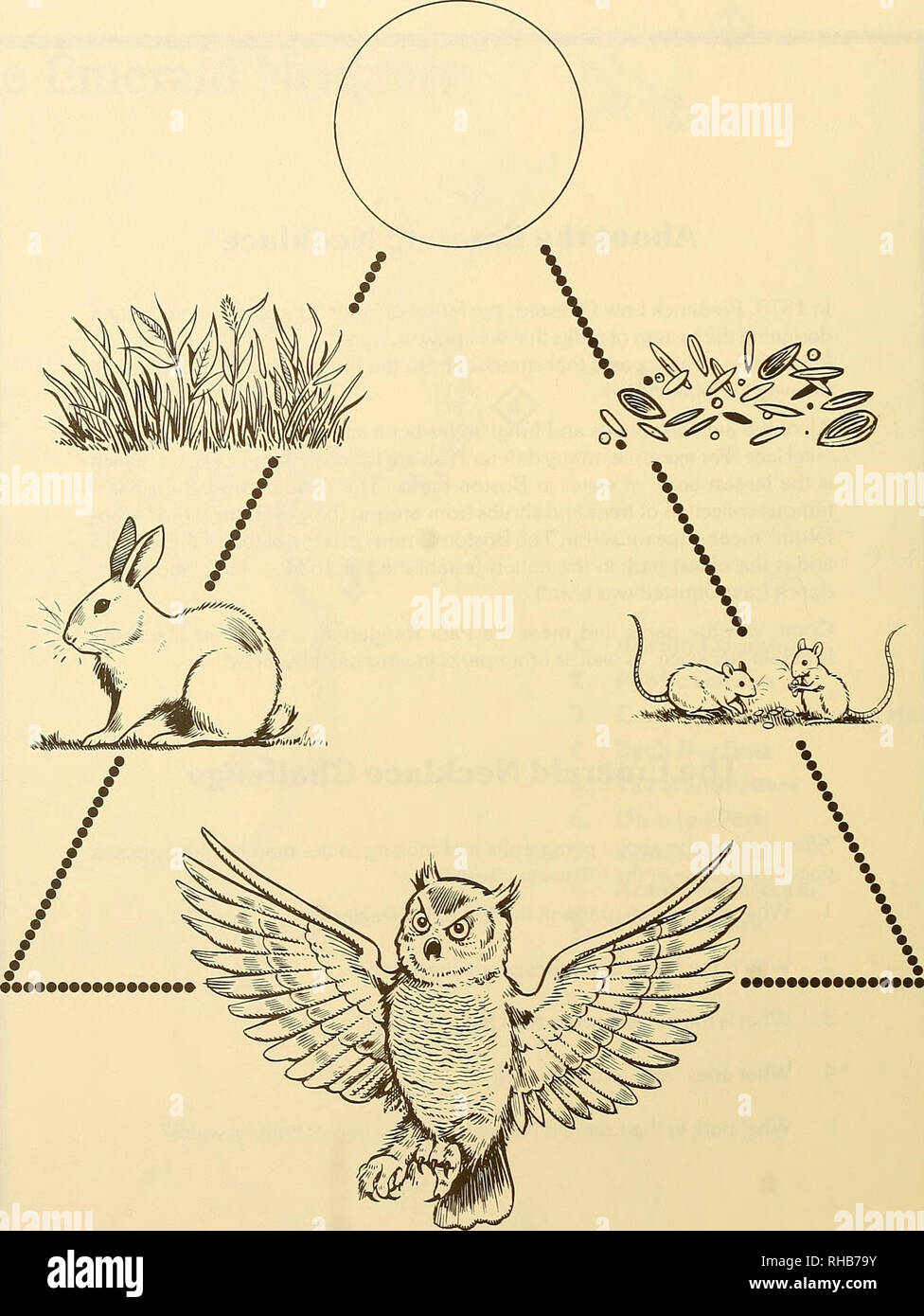 Boston park rangers nature book. Nature conservation; Open spaces; Natural  history; Urban ecology. The sun is the source of all food pyramids, also  known as food chains. Through a process called