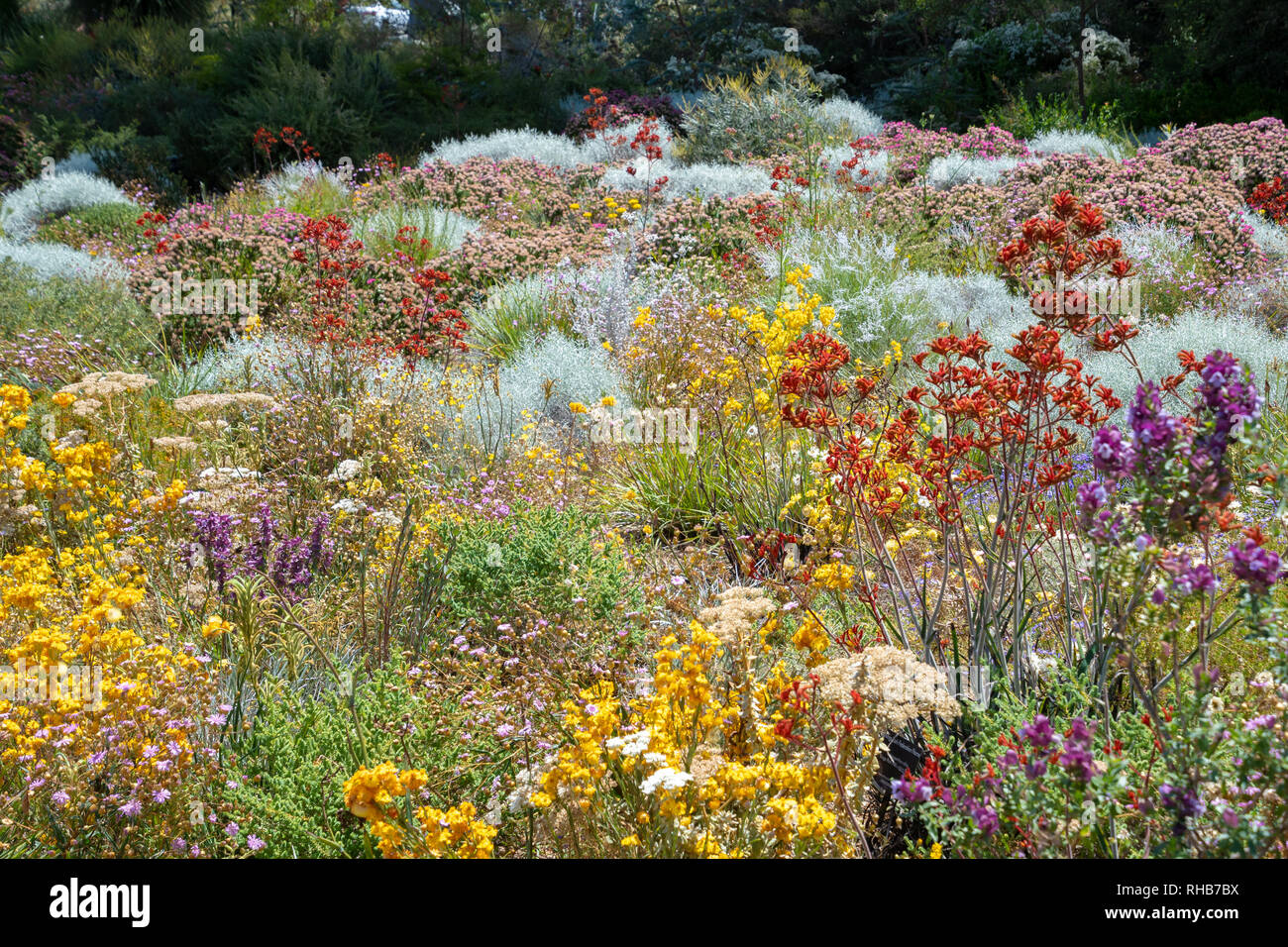 Flowers in many colors in Perth botanical garden with its collection of West Australia Stock Photo