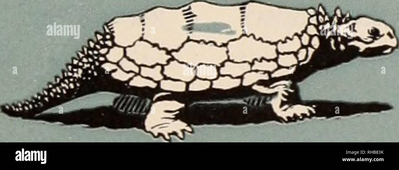 Cryptodires Turtle . The dinosaur book : the ruling reptiles and their relatives ...