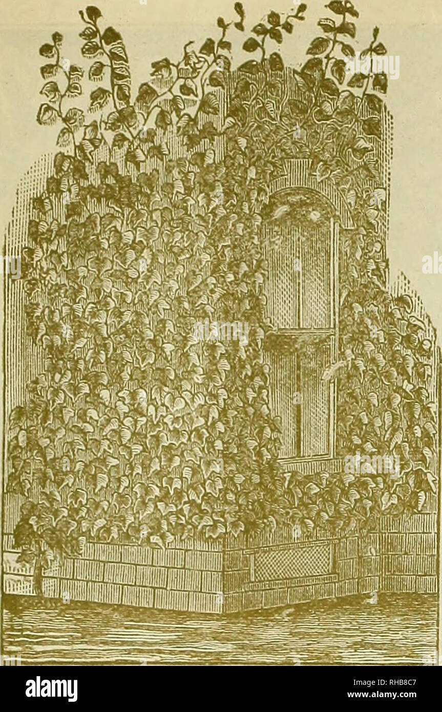 . Book on summer gardening. Flowers Seeds Catalogs; Vegetables Seeds Catalogs; Fruit Seeds Catalogs; Grasses Seeds Catalogs; Gardening Equipment and supplies Catalogs; Commercial catalogs New York (State) Binghamton. Catalogue of I^are pioWer §eeds. Q. Q. ©Ebb, Binghamten, r^.. AMPELOPSIS VEITCHI AMPELOPSIS—C 42. —Quinquefolia- Our Atn&amp;rican Ivy or Woodbine ; is a very hardy, rapid climber ; leaves turn crimson in Autumn. Probably no other plant has done so much to beautify the American homes 5 43. —Veitchi Japanese Ivy, or Boston Ivy. The young growth during sum- mer is a dark purplish gr Stock Photo