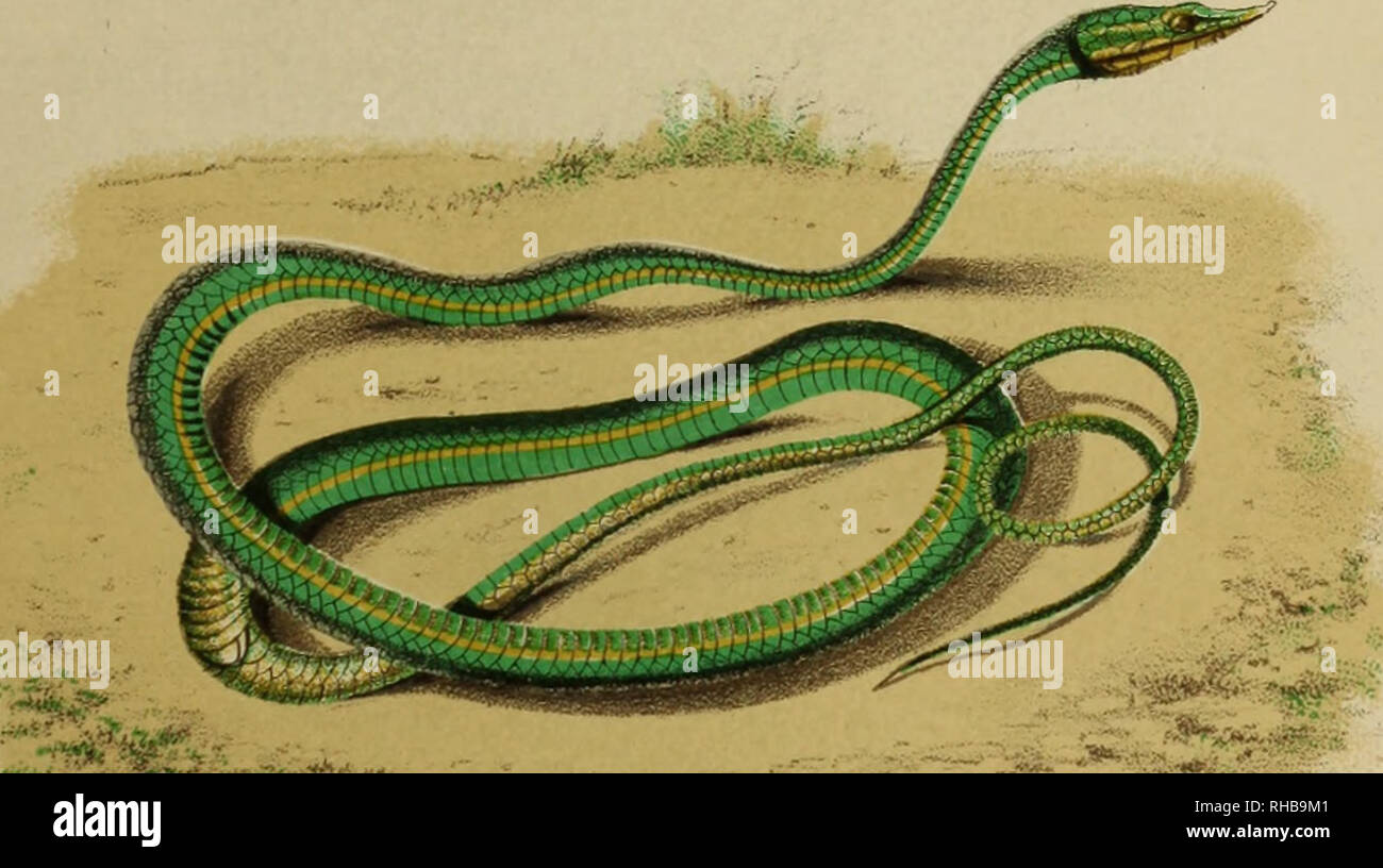 Bosquejo Geogra Fico E Histo Rico Natural Del Archipie Lago Filipino Por Don Ramon Jordana Y