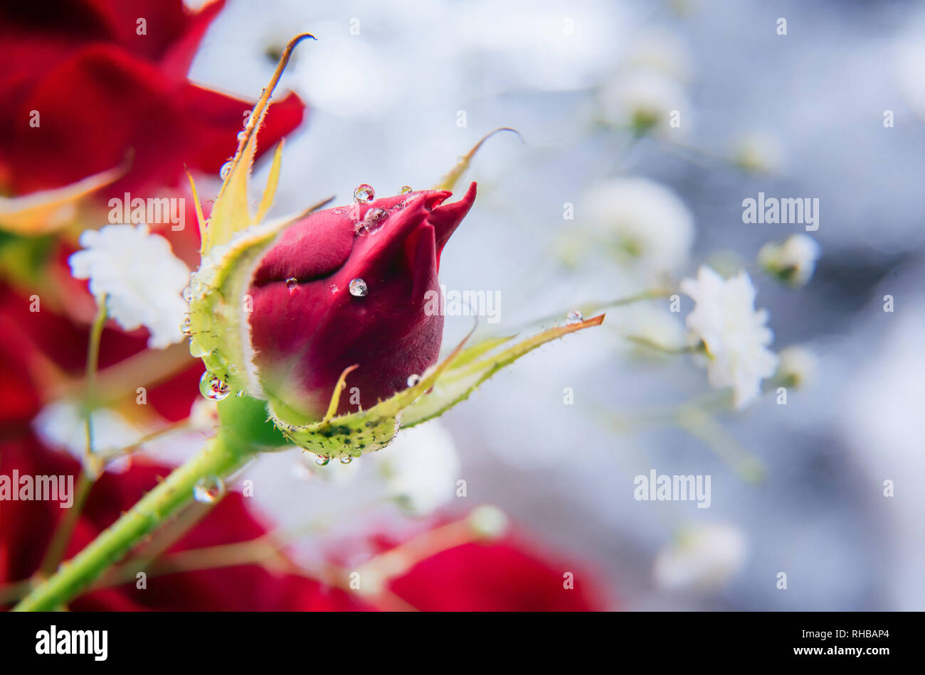 Horizontal spring or summer greeting card with copy space. Beautiful red rose bud with shining small water drops. Selective focus. Unfocused red rose  Stock Photo