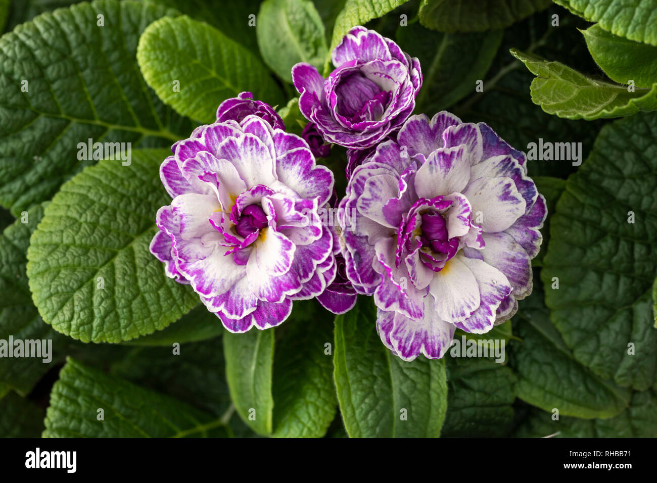 Close up image of Primula Belarina - Lively Lilac flowering in January, UK Stock Photo