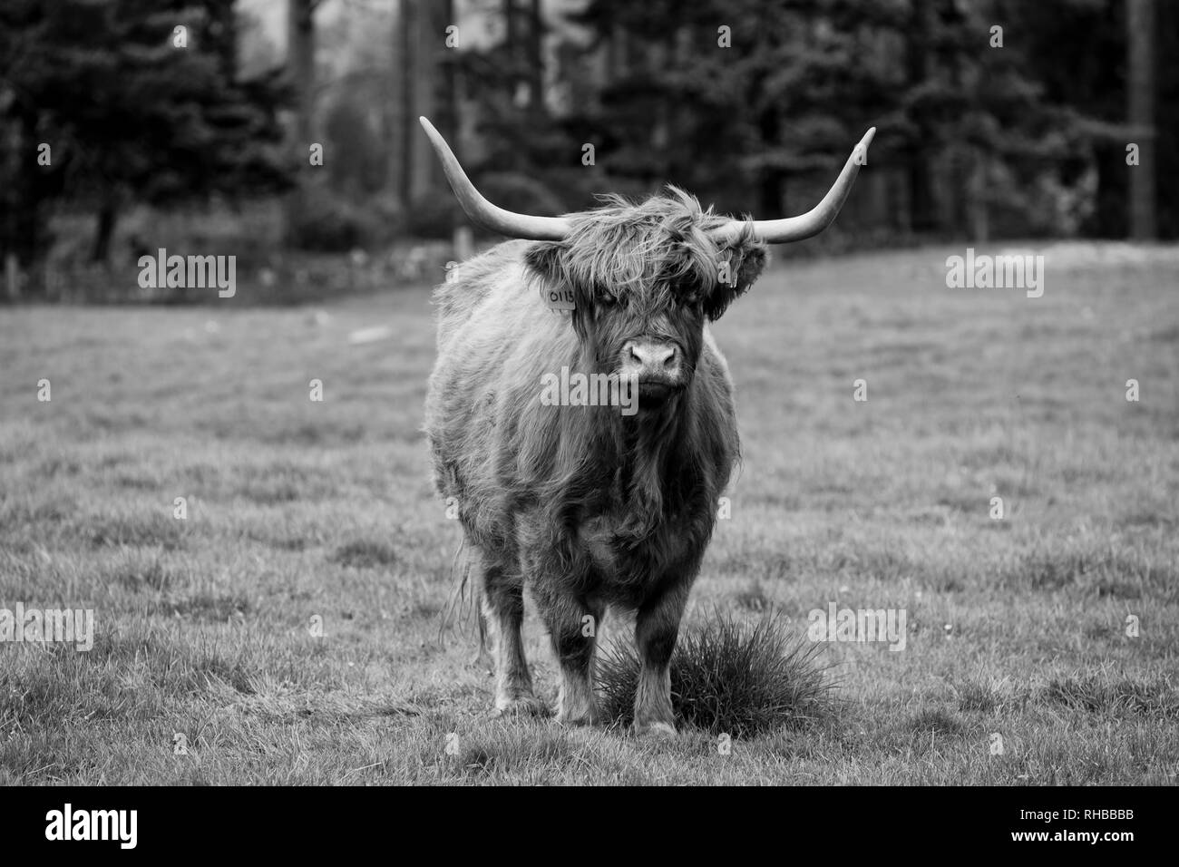 Highland Cow Black and White Stock Photos & Images Alamy — free download