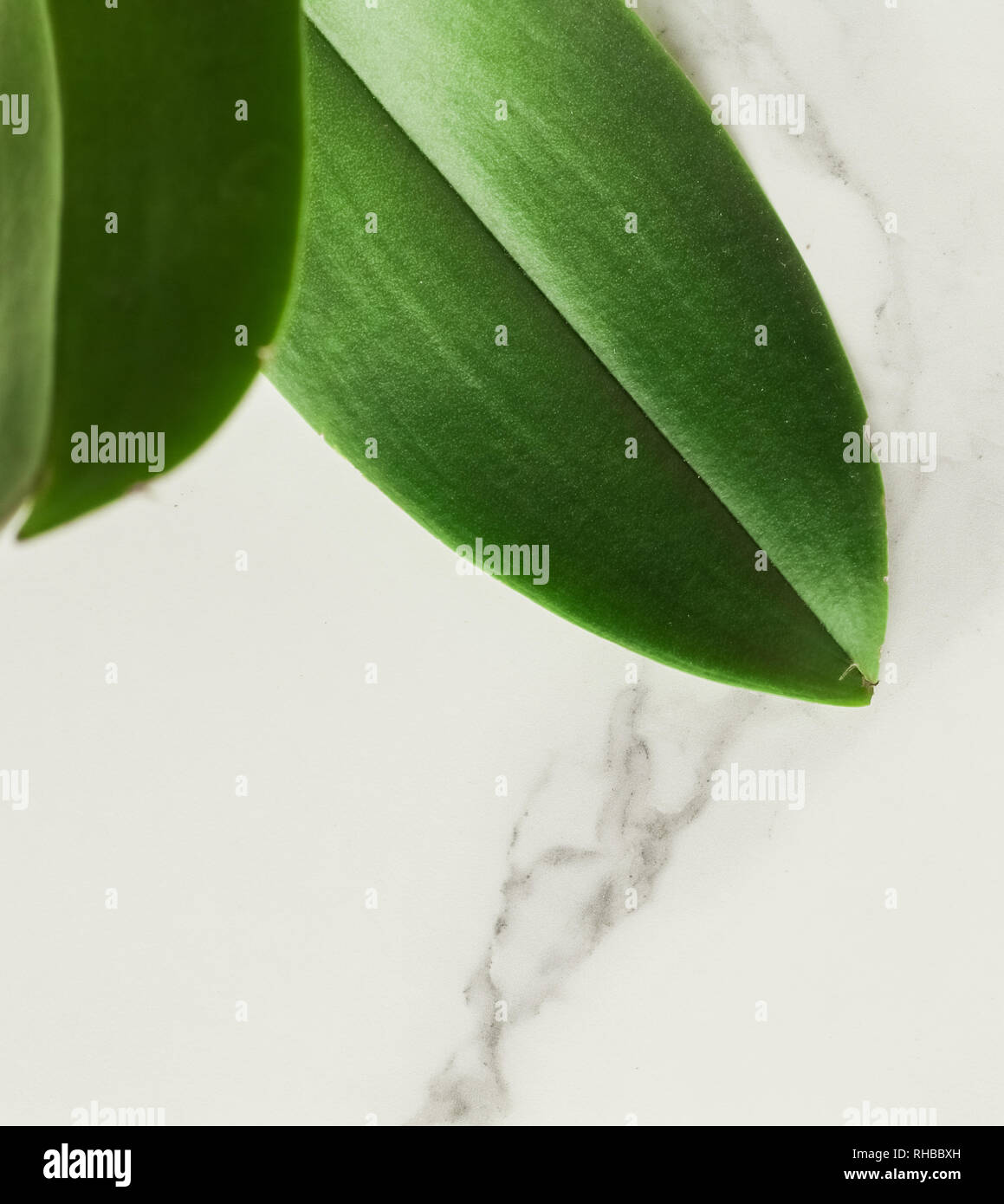 Green leaf on marble, flatlay luxury design background, sustainable