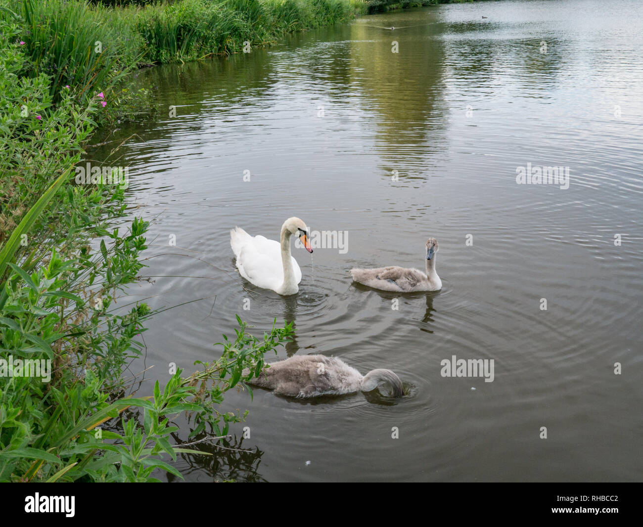Parent swan and two cignets swimming in the summer lake. Stock Photo