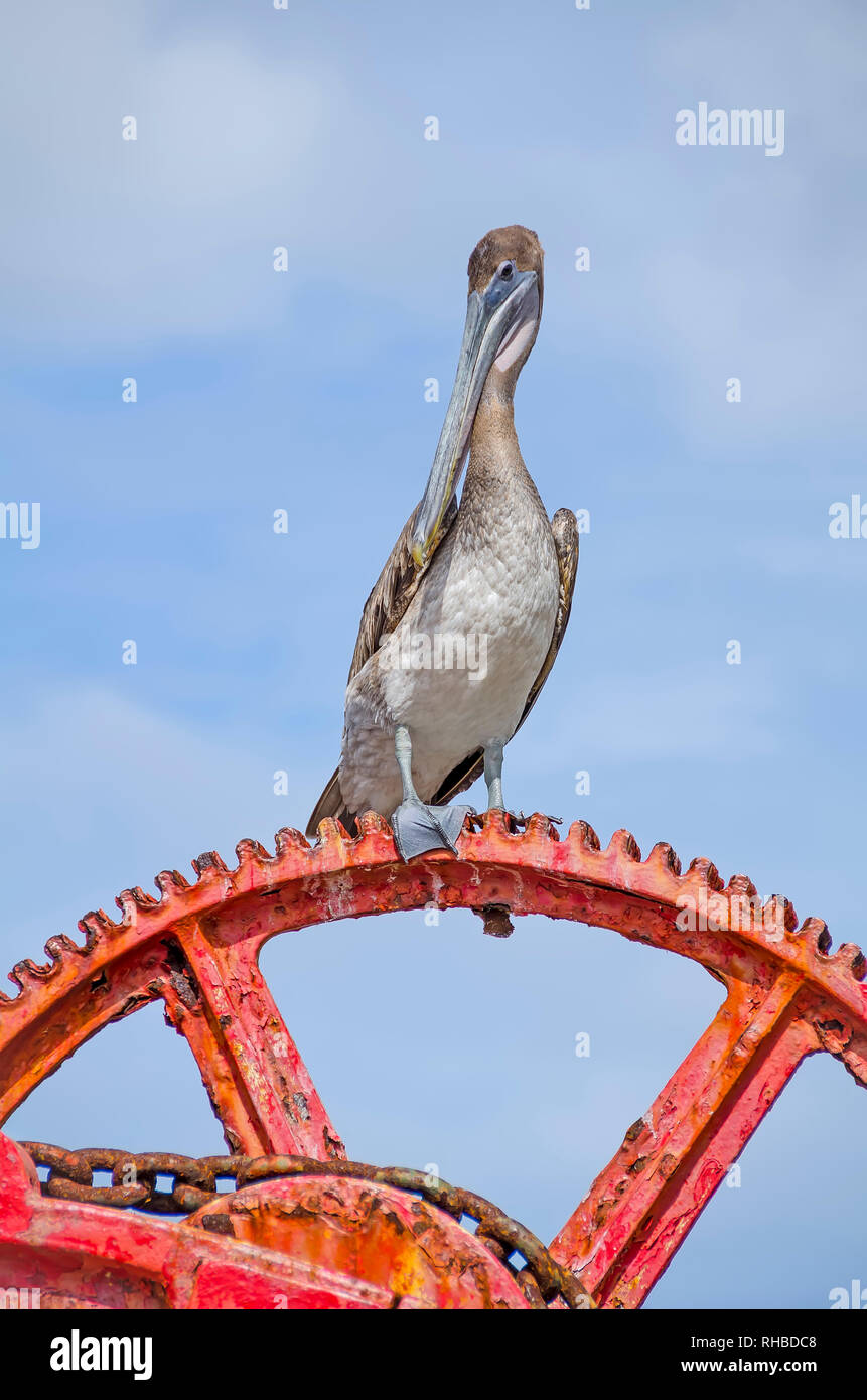 Brown Pelican on Old Red Machinery near Fort Frederik and Frederiksted pier, Saint Croix,  U.S.  Virgin Islands Stock Photo