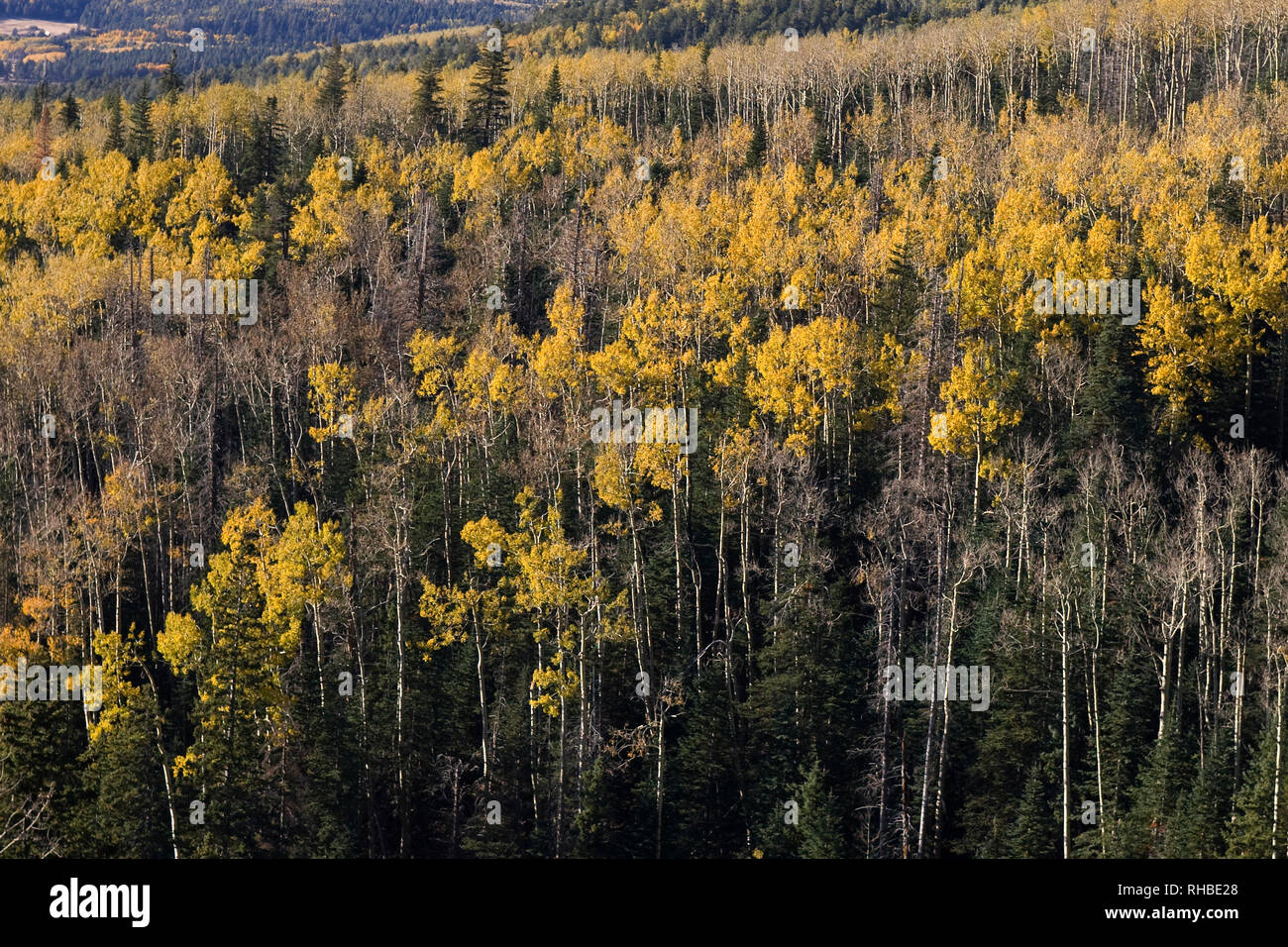 The aspen trees in Flagstaff, Arizona turn bright yellow as fall turns