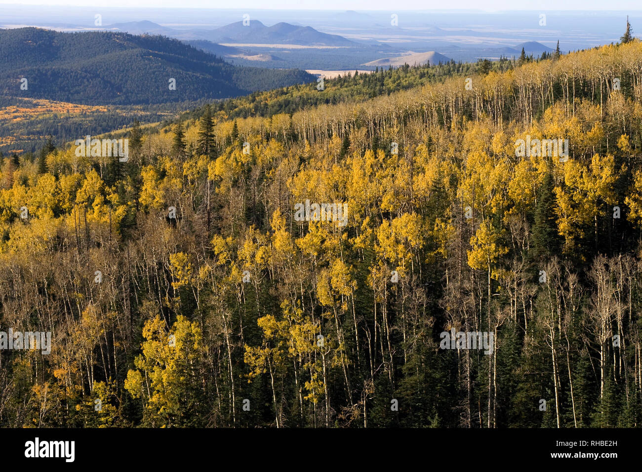 The aspen trees in Flagstaff, Arizona turn bright yellow as fall turns to winter Stock Photo Alamy