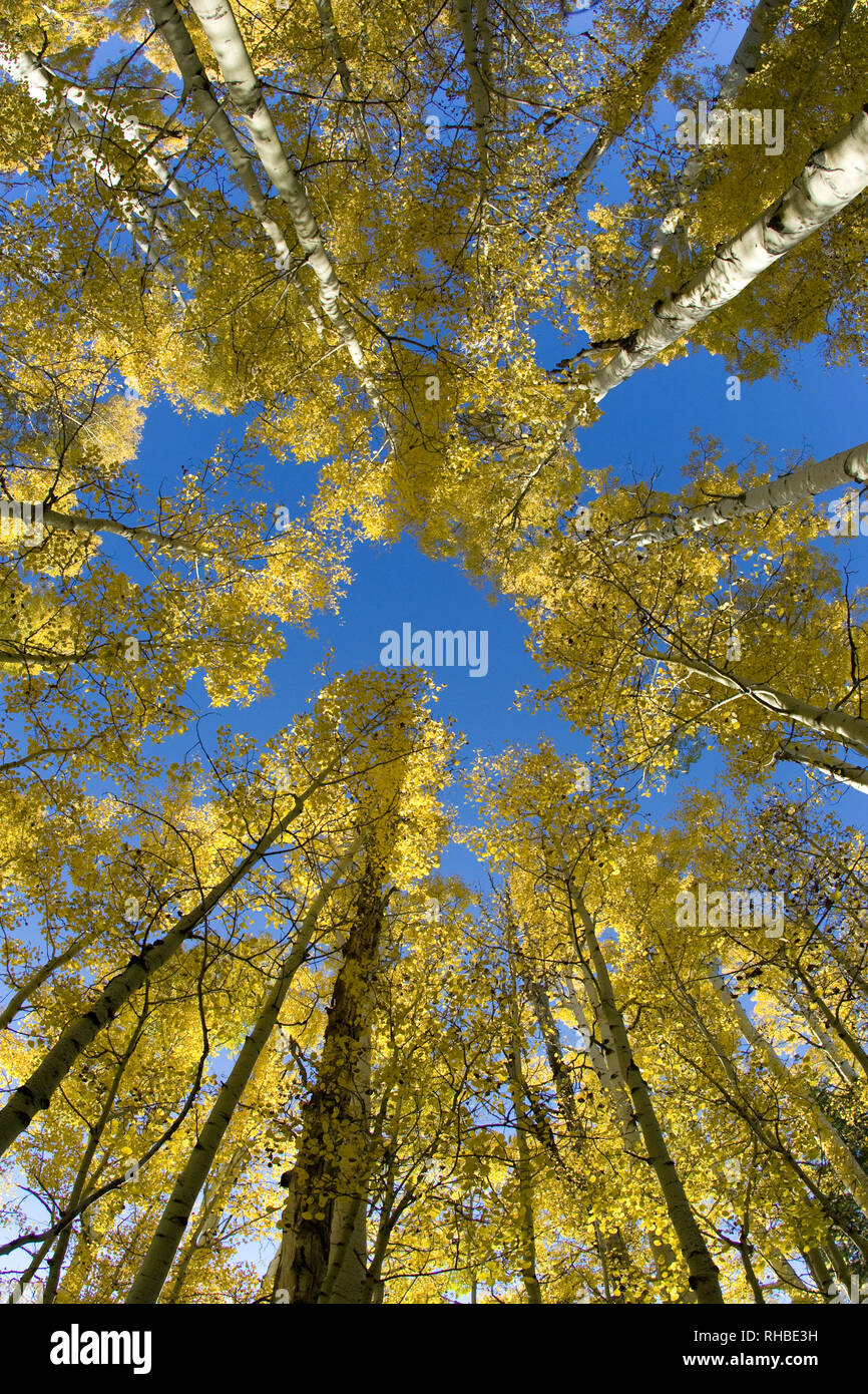 The aspen trees in Flagstaff, Arizona turn bright yellow as fall turns