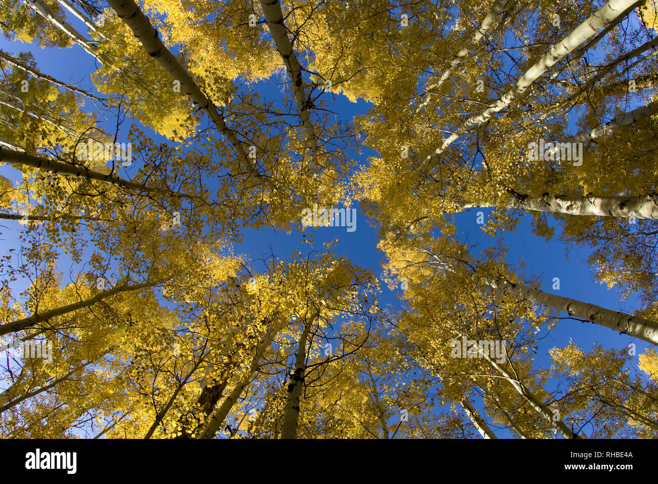 The aspen trees in Flagstaff, Arizona turn bright yellow as fall turns to winter Stock Photo Alamy