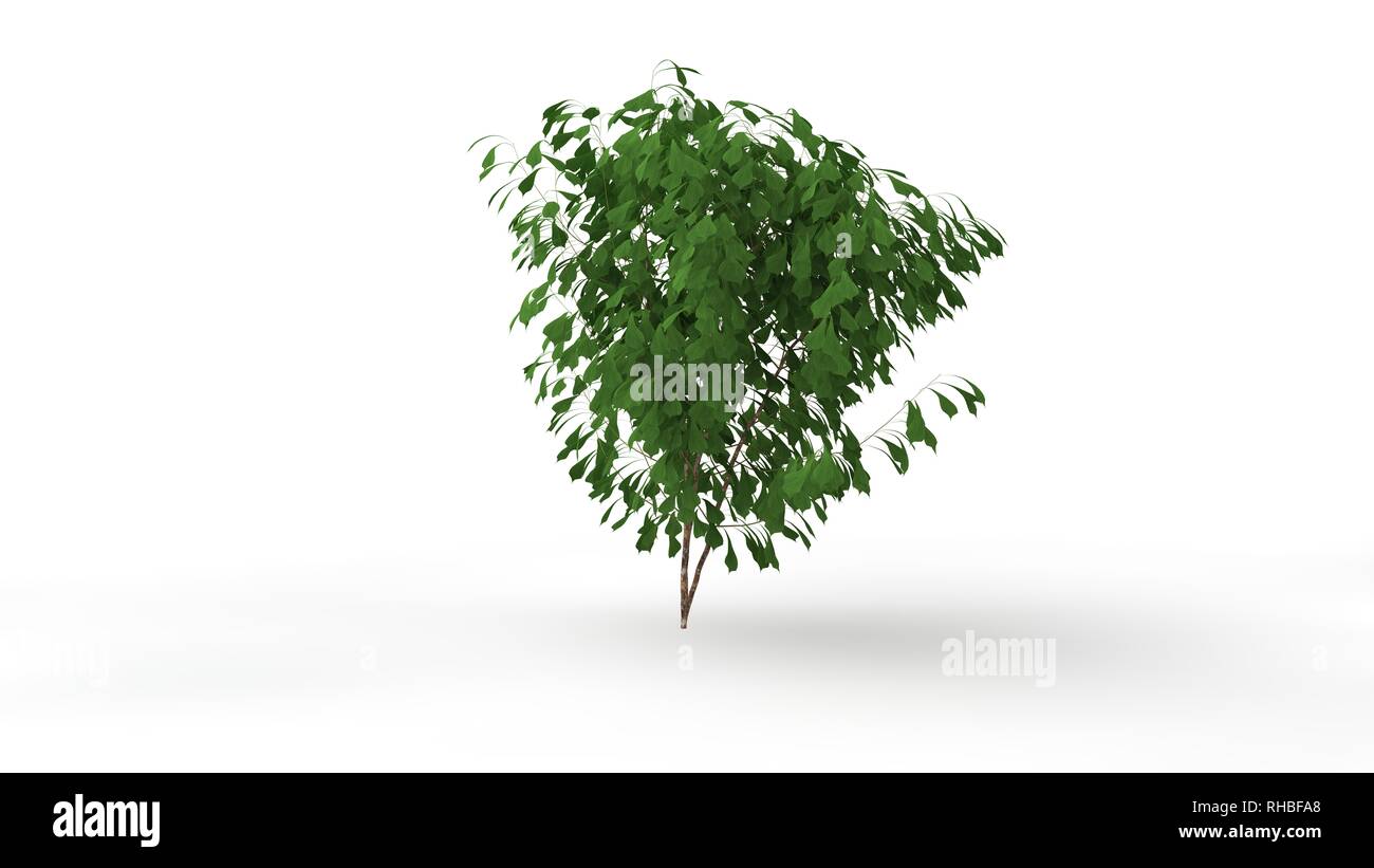 3d rendering of a plant isolated on white background Stock Photo