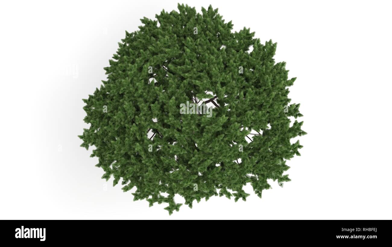 3d rendering of a green plant isolated on a white background Stock ...