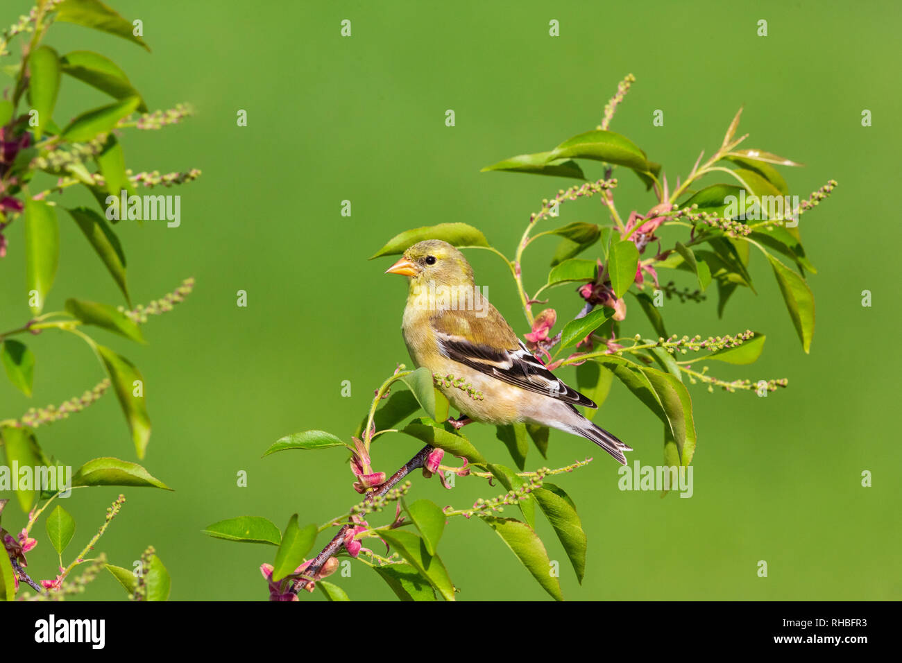 Female American goldfinch perched in a choke cherry tree. Stock Photo