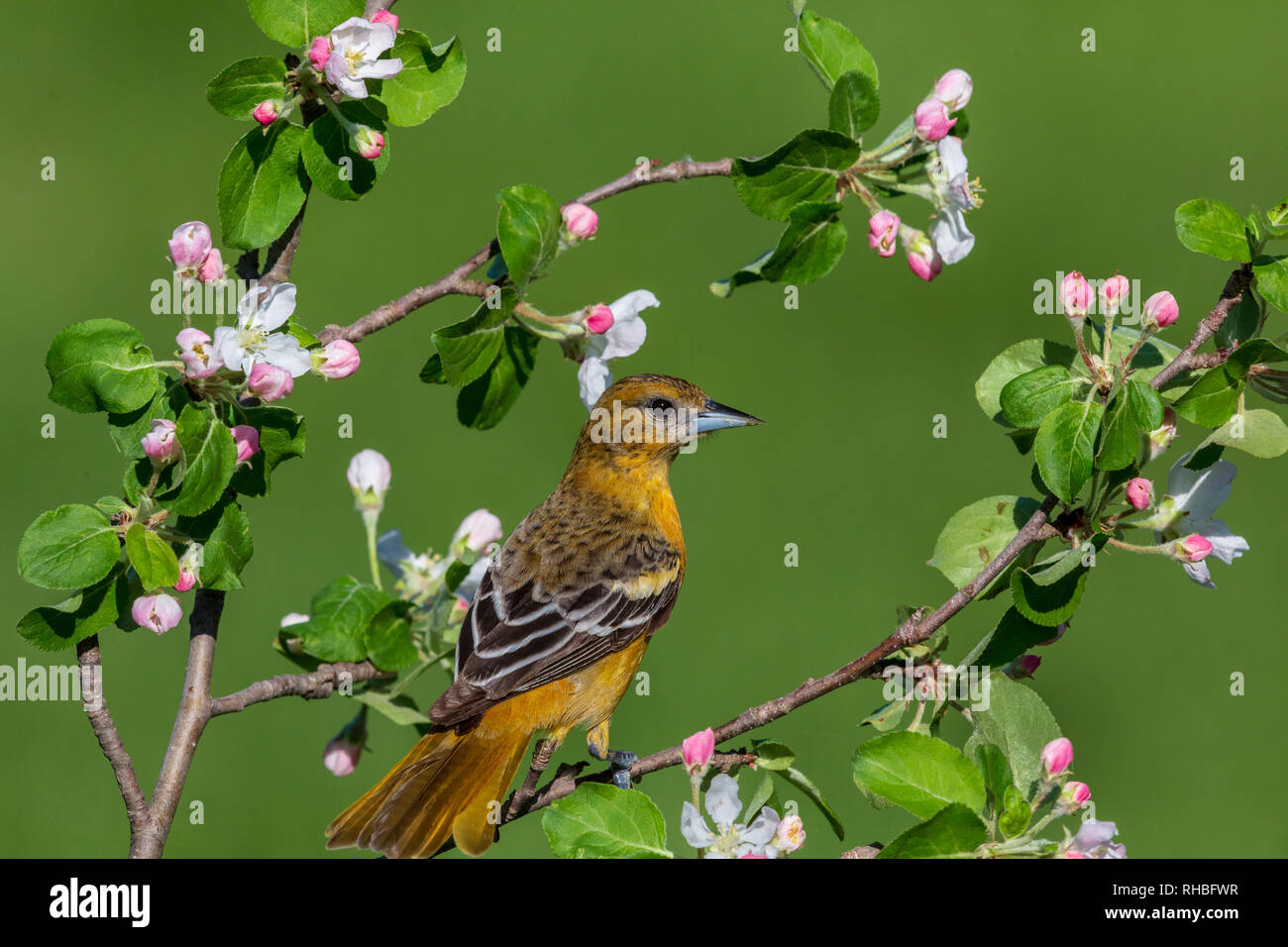 Female Baltimore oriole perched in a flowering apple tree. Stock Photo