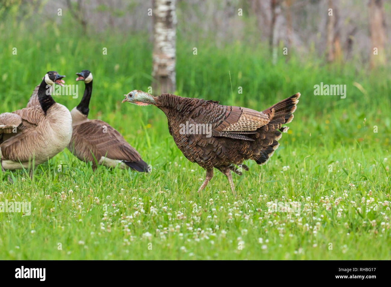 Hen wild turkey fanning her tail in a confrontation with Canada geese Stock  Photo - Alamy