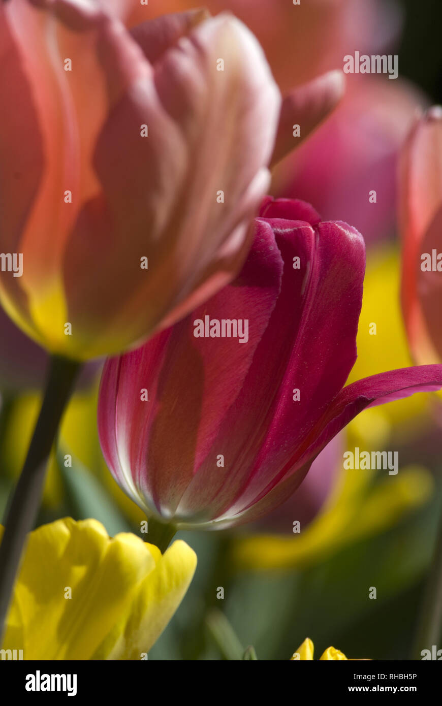 Tulips plants flowers liliaceae hi-res stock photography and images - Alamy