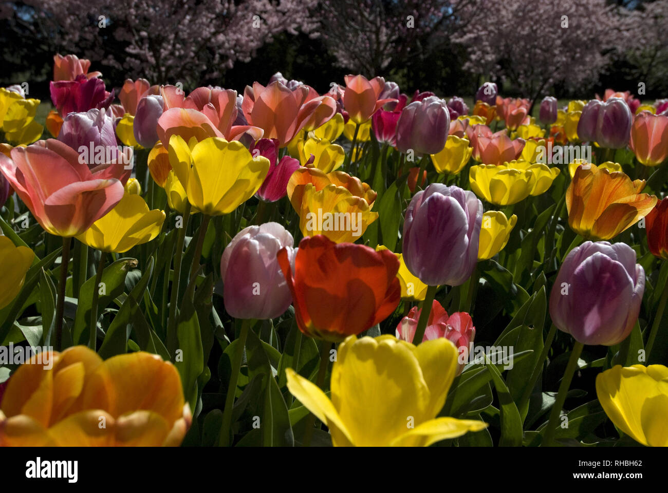 GARDEN BED OF COLORFUL TULIPS (TULIPA Stock Photo - Alamy