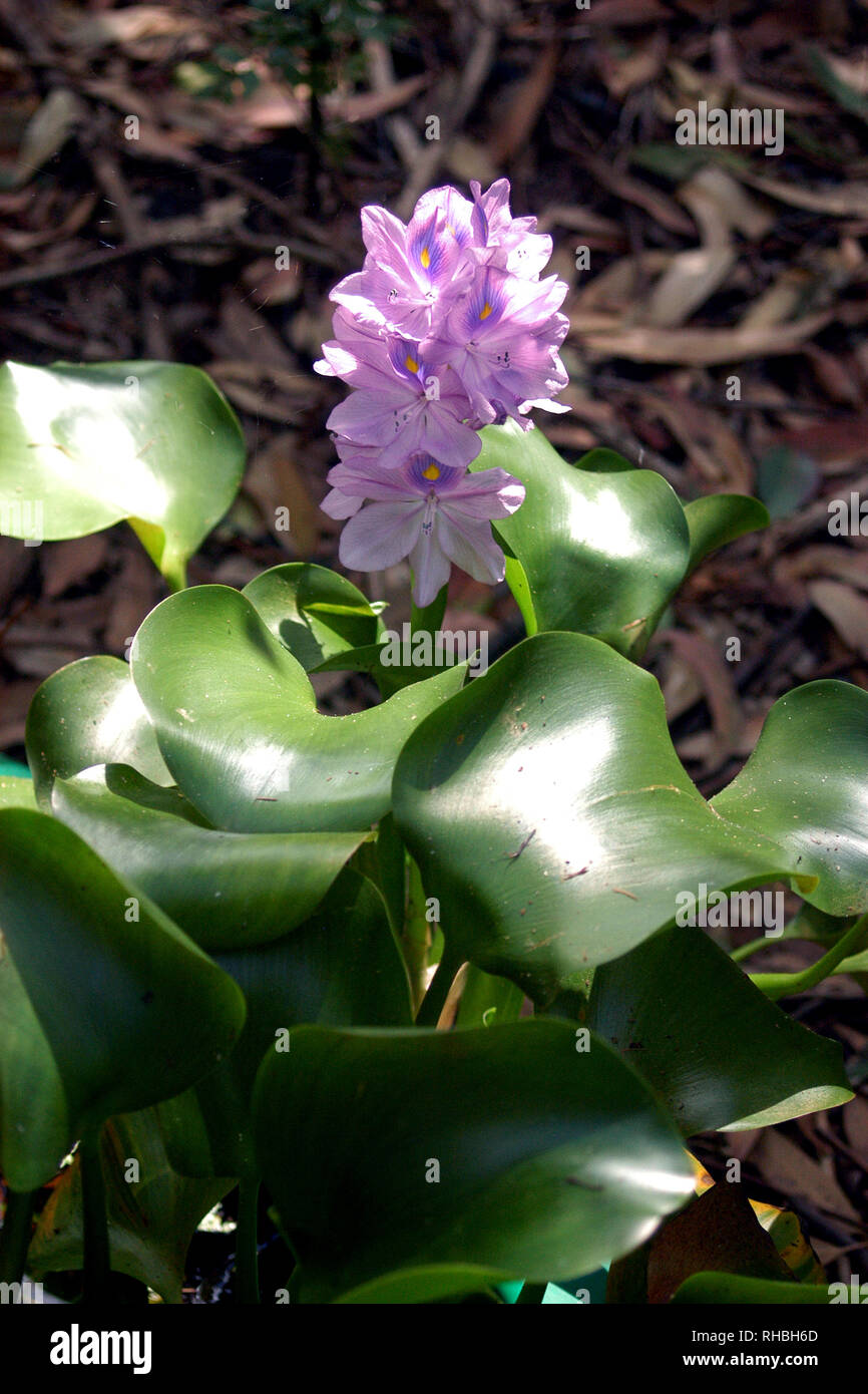 Eichhornia crassipes, commonly known as common water hyacinth, is an aquatic plant. Stock Photo
