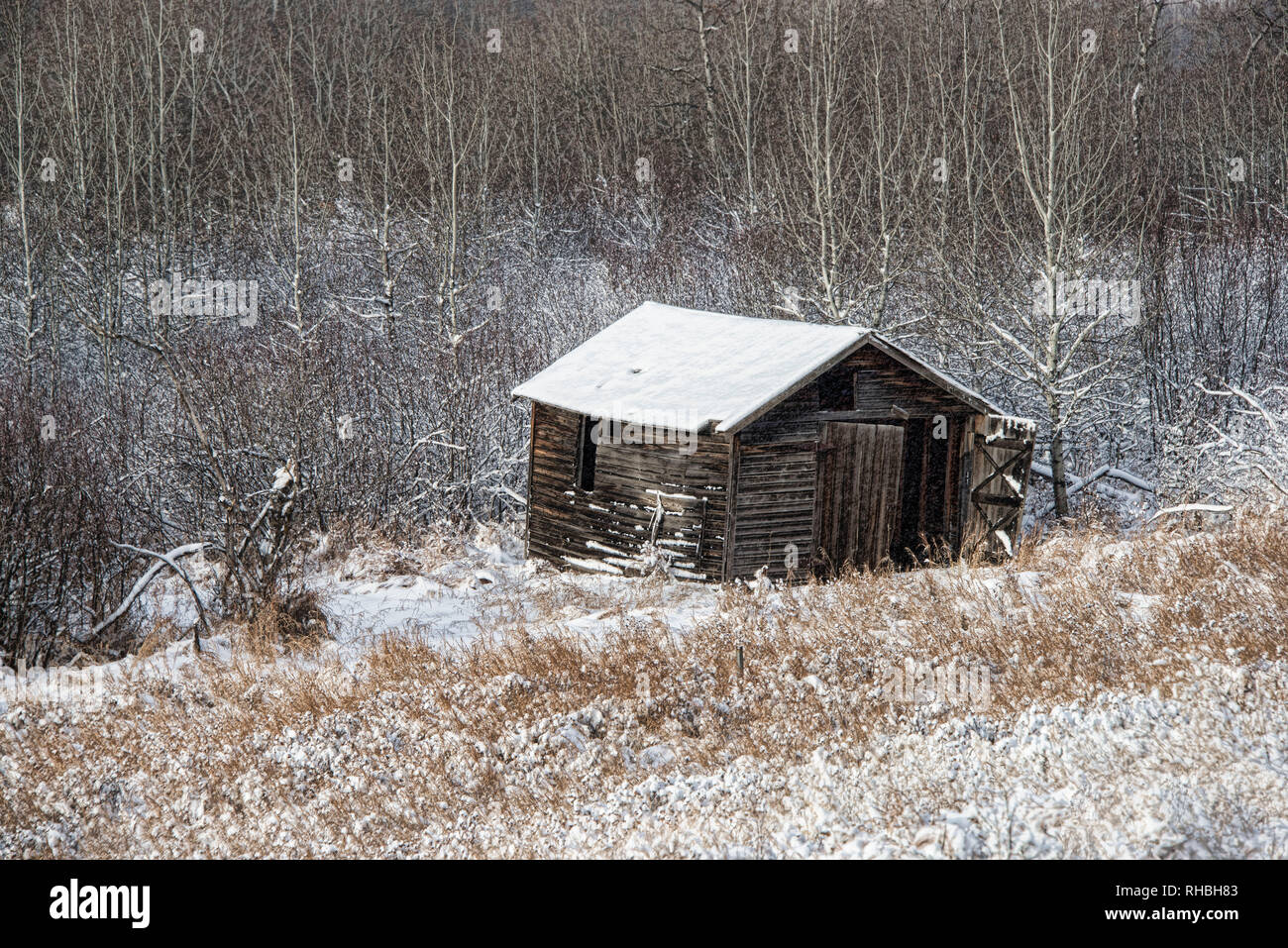 An old abandoned western outbuilding on a homestead in winter. Stock Photo