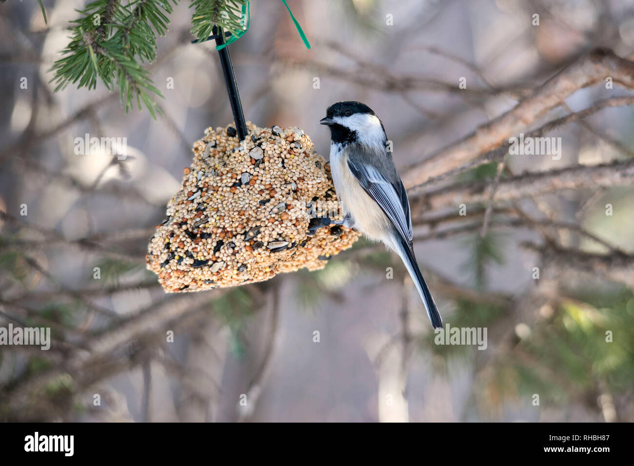 A black-capped chickadee perched on a ball of seed in winter. Stock Photo