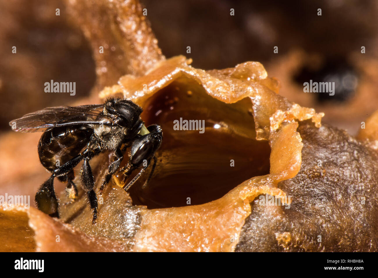 Kelulut or stingless bees, sometimes called stingless honey bees or