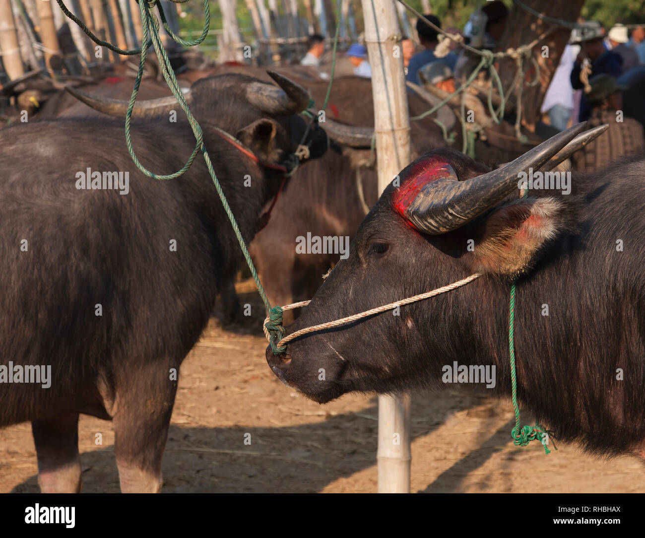 Water buffalo on a animal market San Patong, Province Chiang Mai in  Thailand Stock Photo - Alamy