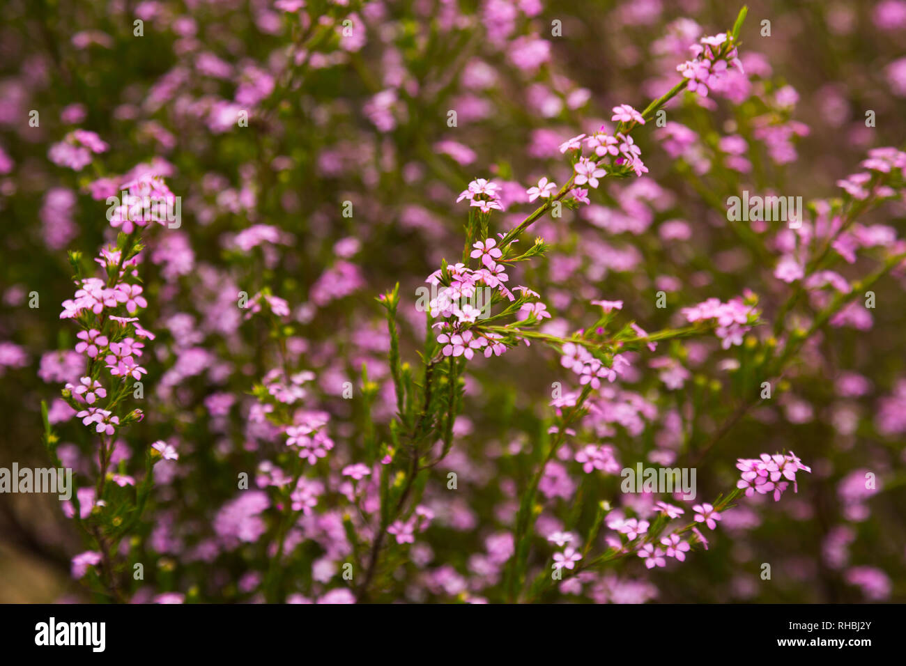 many small pink flowers coleonema pulchellum on the field or the flowerbed Stock Photo
