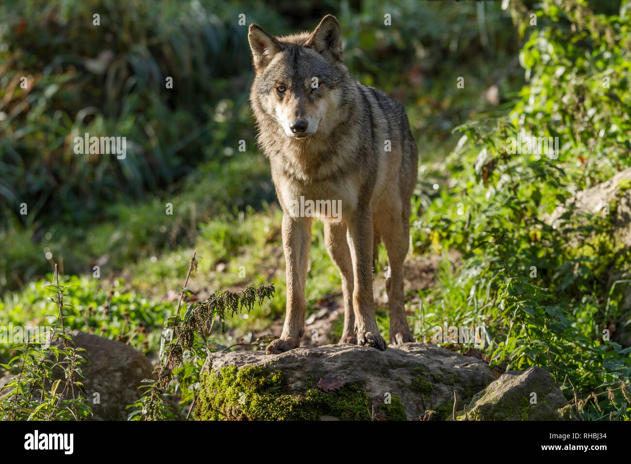 Grey wolf in the forest Stock Photo - Alamy