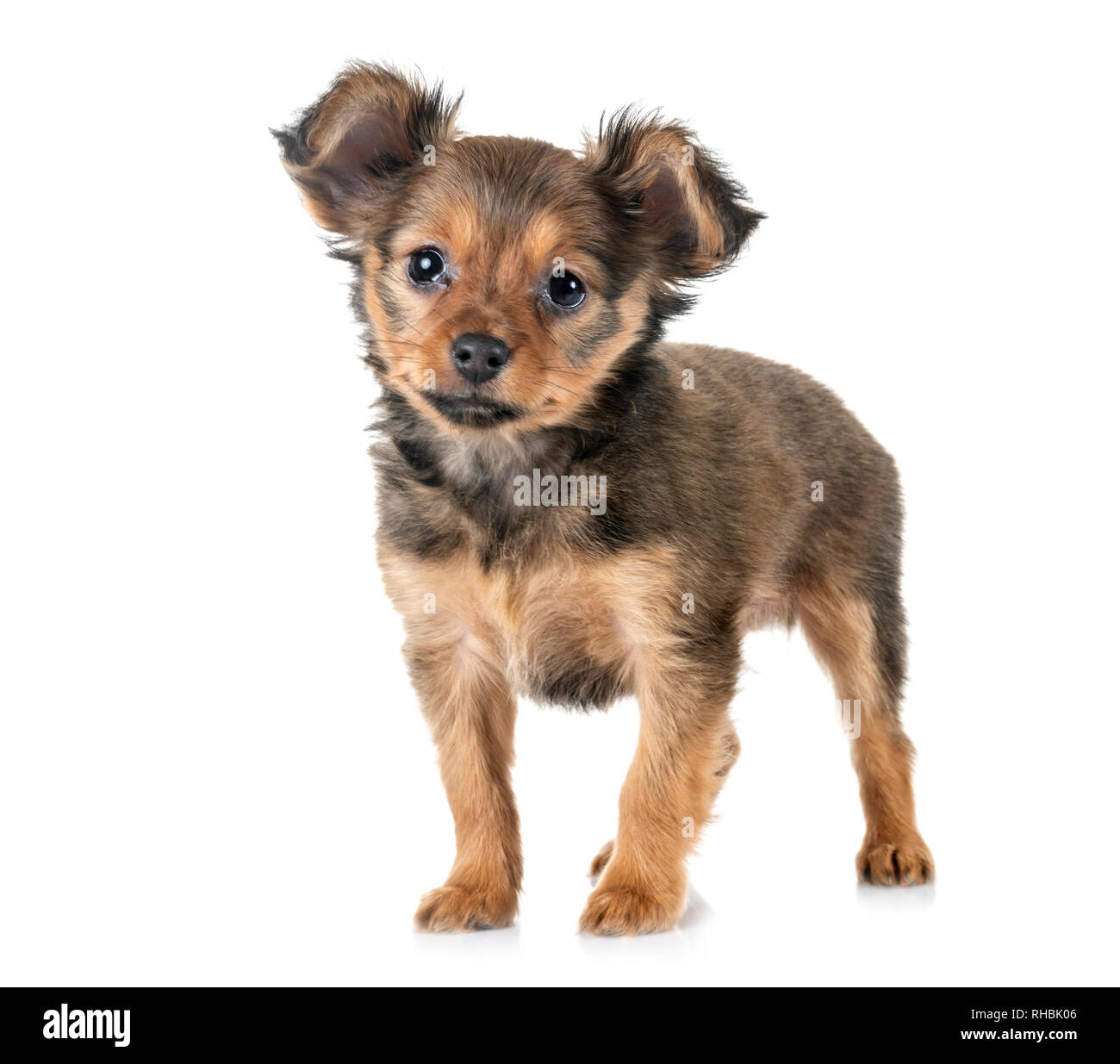puppy Russkiy Toy in front of white background Stock Photo - Alamy
