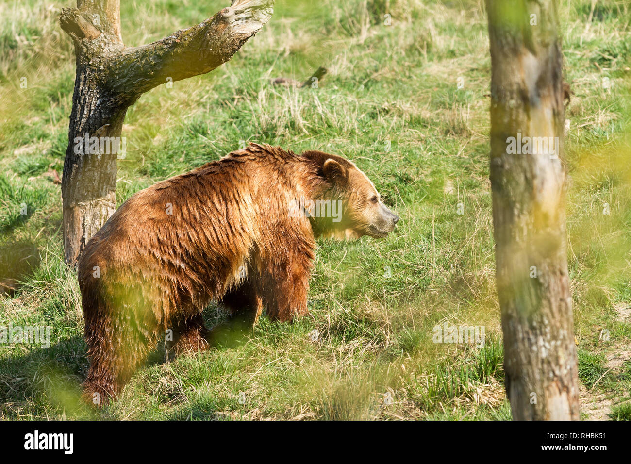 Brown bear in the meadow Stock Photo - Alamy
