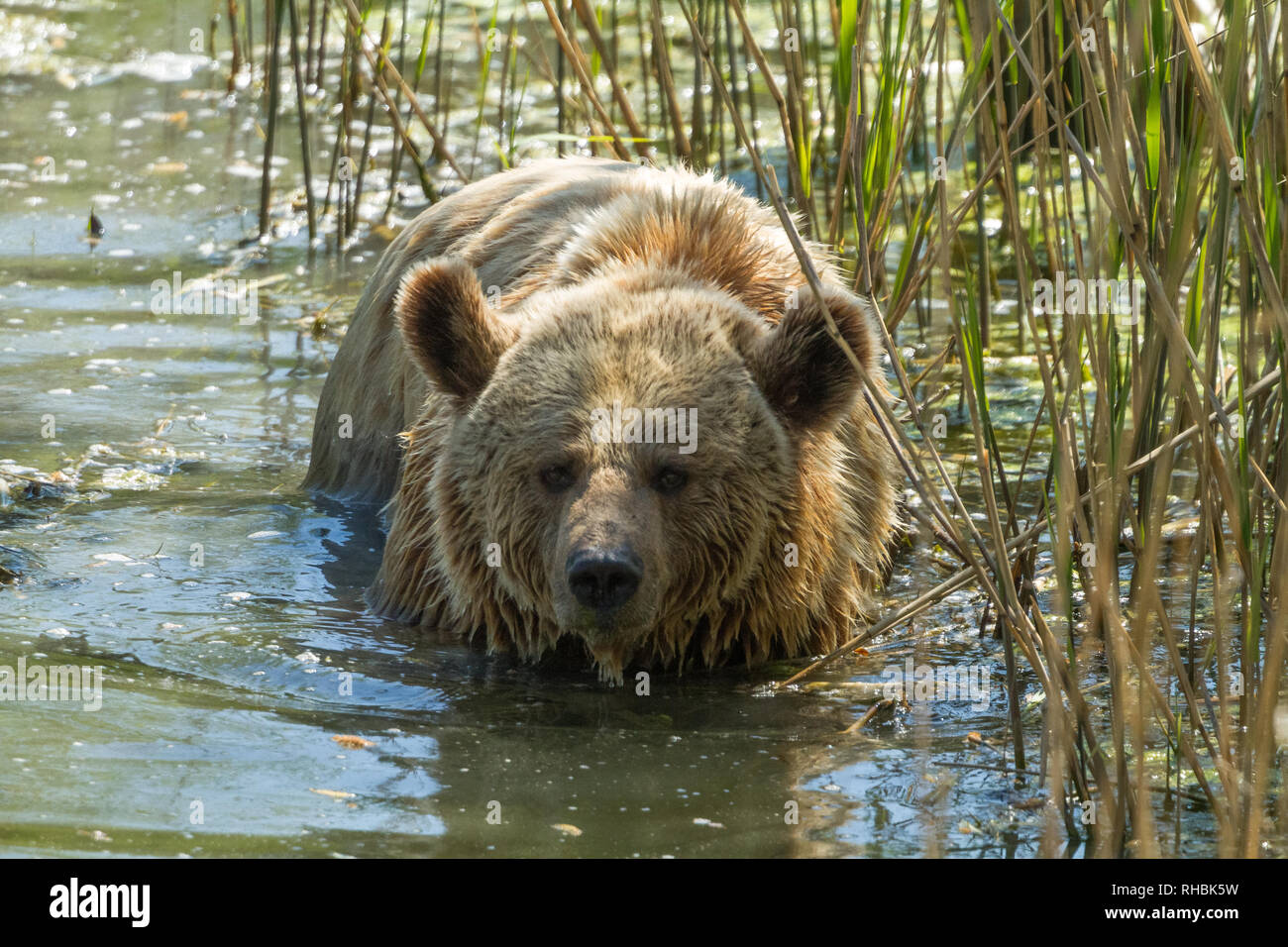 Brown bear in the meadow Stock Photo - Alamy