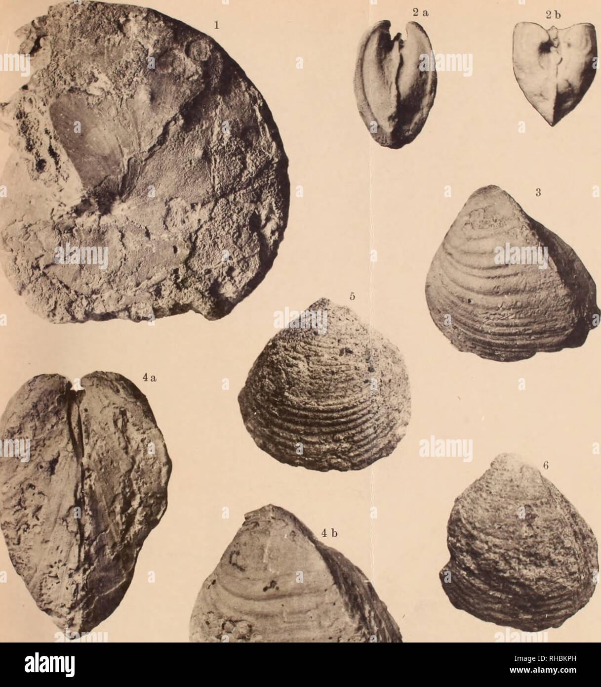 . Bollettino del R. Comitato geologico d'Italia.. Geology. Boll. R. Corti, geol. d'Italia. Voi. XLVII. (G. Di Stefano). Tav. III.. Fig. 1. —Indoceras lunaèlis Zitt. (Maestr., Geb. Kosseir ci Kh'adim), pag. 14. - Fig. 2a, b. —Rouduireia Drui Mun.-Ch. mod. int. (Maestr., G. Kosseir), pag. 13. - Fig. 3, 46, 6. — R. Drui (M^éslr., G. Kosseir) pag. 13. - Fig 6. — Protocardia biseriata Conrd. (Maestr., G. Duwi), p:ig. 12.. Please note that these images are extracted from scanned page images that may have been digitally enhanced for readability - coloration and appearance of these illustrations may n Stock Photo