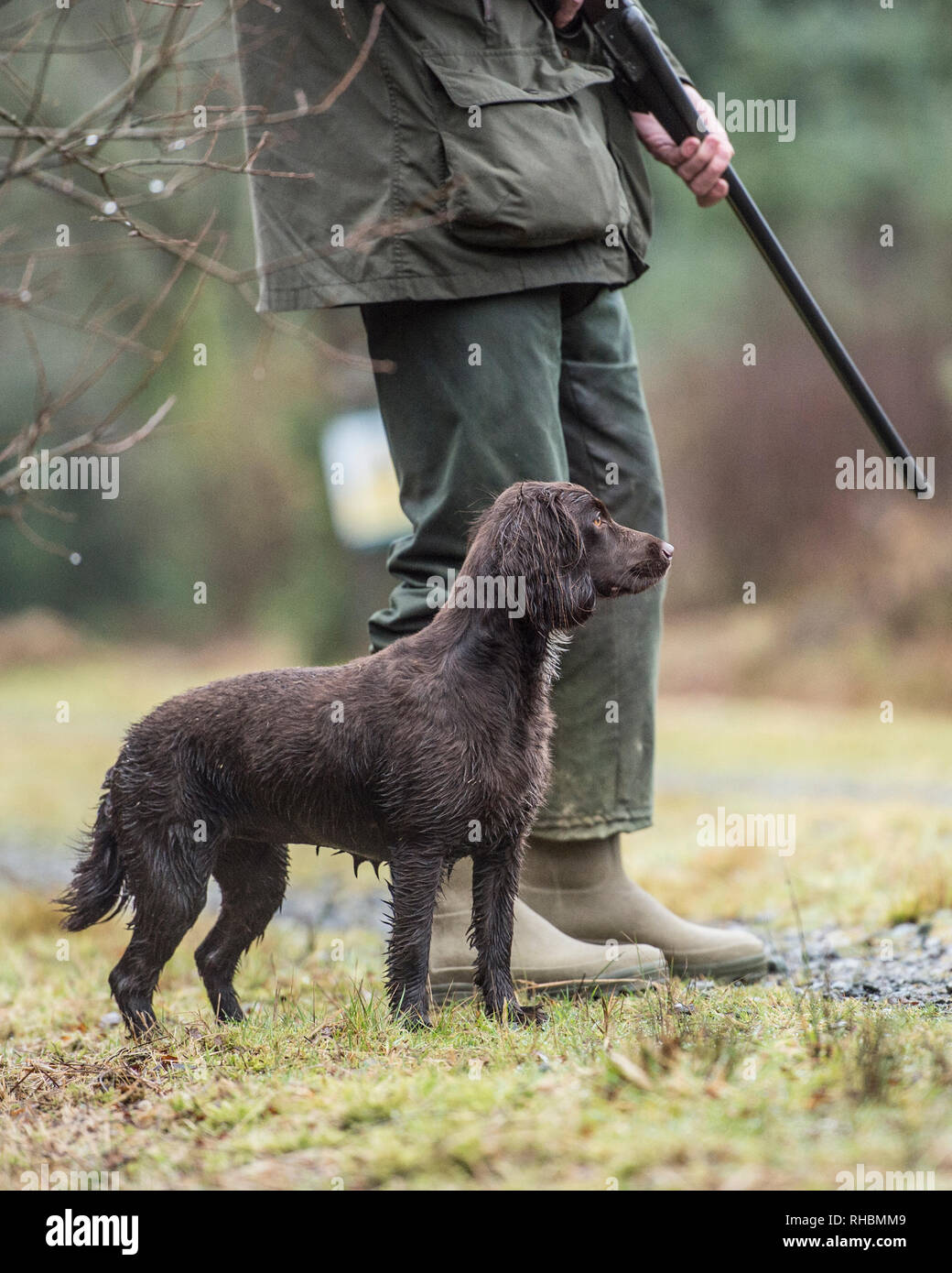 hunter with shotgun and spaniel Stock Photo