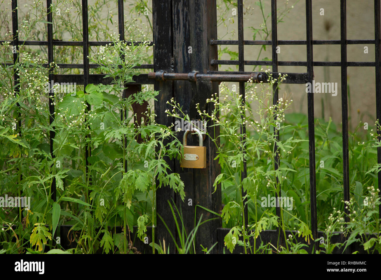 Weeds around fence hi-res stock photography and images - Alamy
