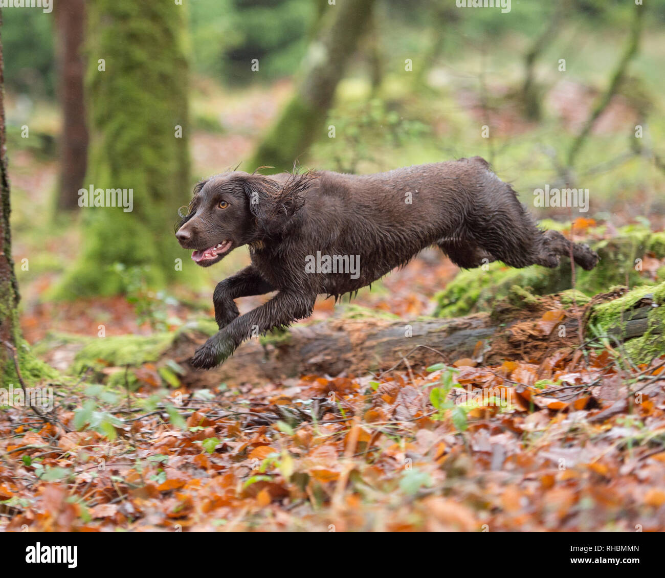 cocker spaniel running through woods Stock Photo