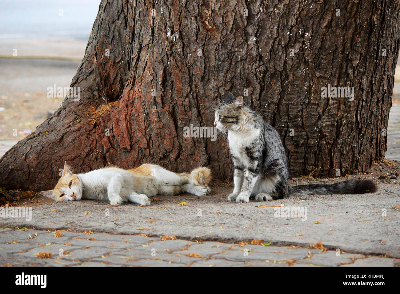 Two cats resting on tree trunk, Pune, Maharashtra, India Stock Photo