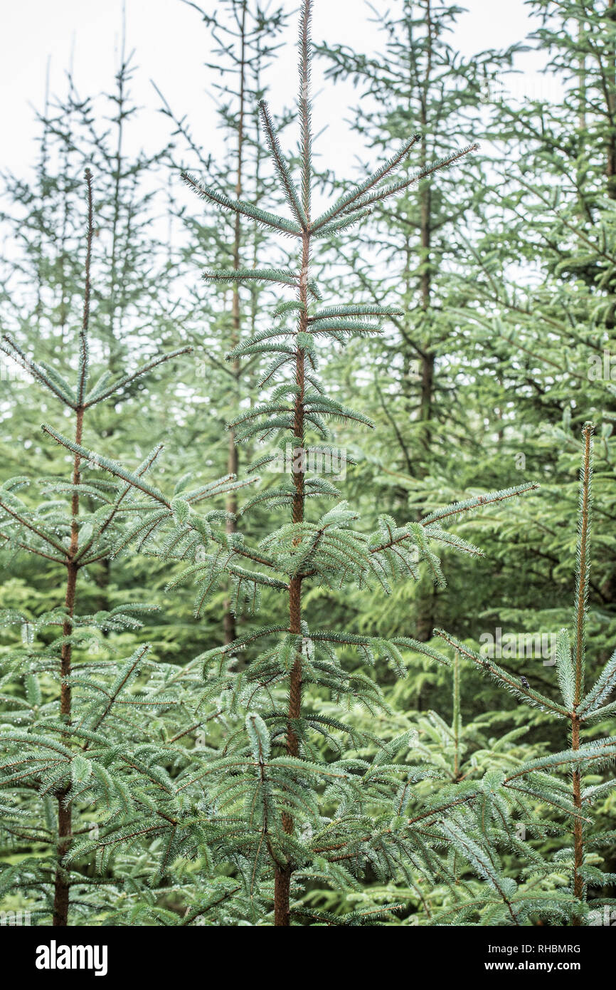 pine trees growing Stock Photo