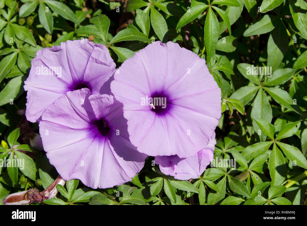 Top view close-up of Cairo Morning Glory, Indian Breed Stock Photo