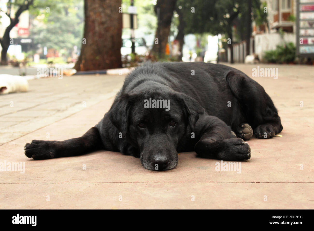 Black Retriever dog sitting on footpath, Pune, Maharashtra Stock Photo