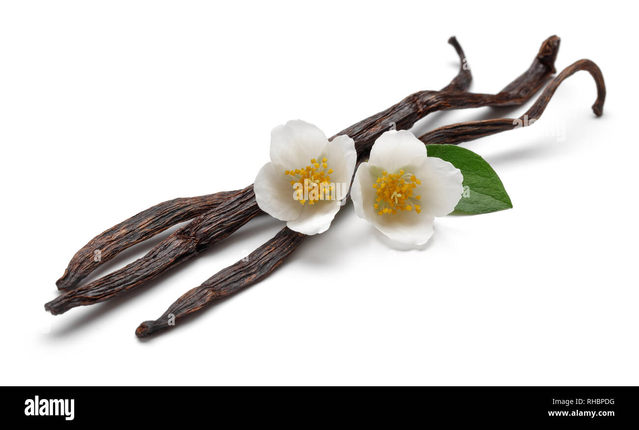 Vanilla bean with jasmine flowers, isolated on white background Stock